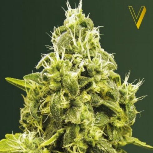 Victory Seeds - Jack Hammer