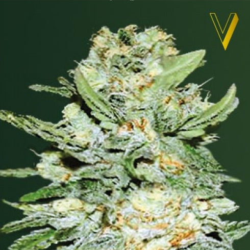 Victory Seeds - Jack Hammer Auto