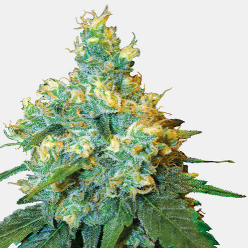 Sensi Seeds - Jack Herer