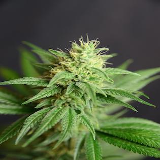 House of the Great Gardener - Jean CBD