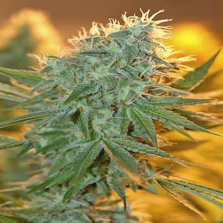 House of the Great Gardener - Jean Guy