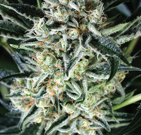 Exotic Seeds - Jelly Bananen