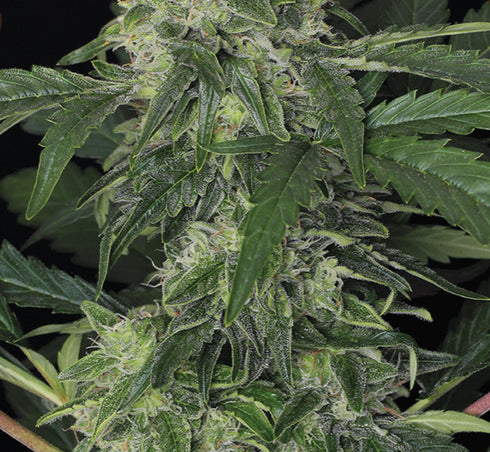 Exotic Seeds - Jungle Fever Auto