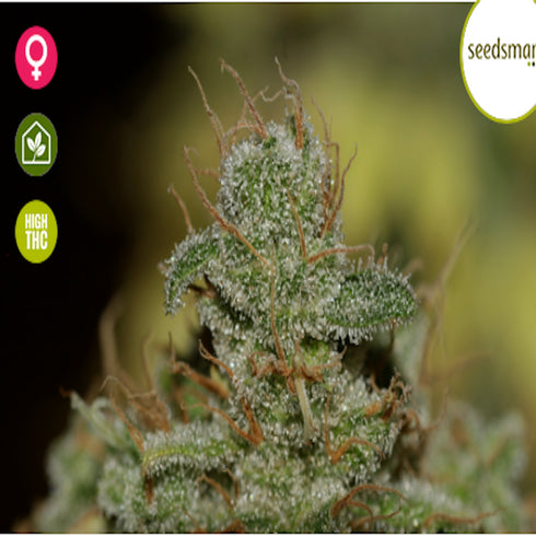 Seedsman - Jack Herrer