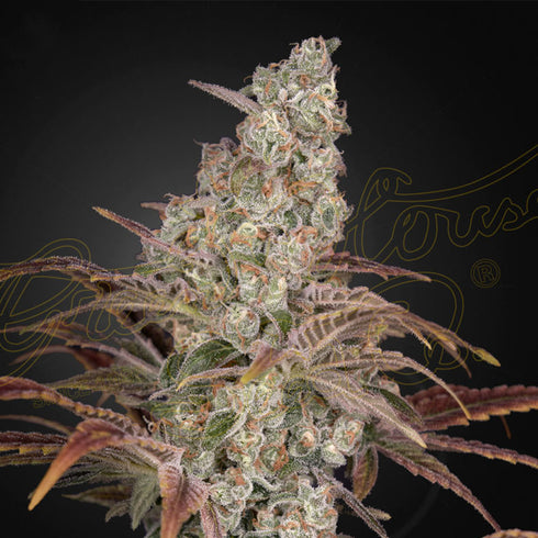 Greenhouse Seed Co. - Jack's Dream