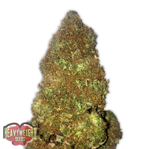 Heavyweight Seeds - Jackpot Auto