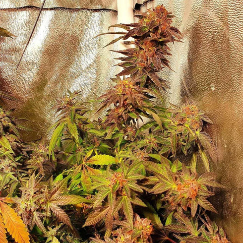 Holy Smoke Seeds - Jelly Tots