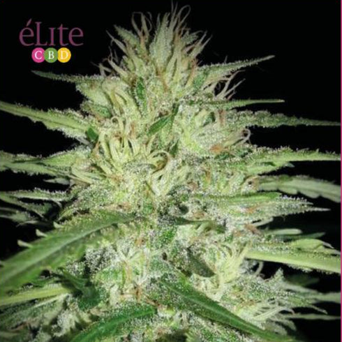 Elite Seeds - Juanita La Lagrimosa CBD