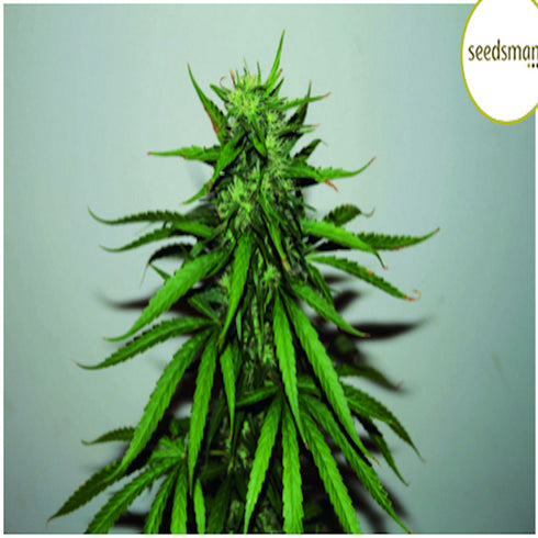 Seedsman - Jungle Wreck