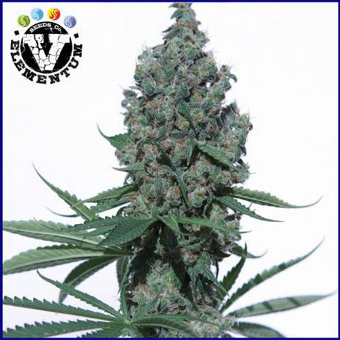 V Elementum Seeds - K8