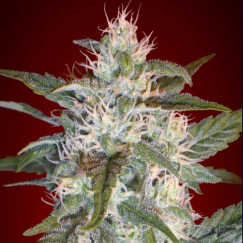 Advanced Seeds - Kaya 47