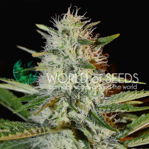 World of Seeds - Kilimanjaro