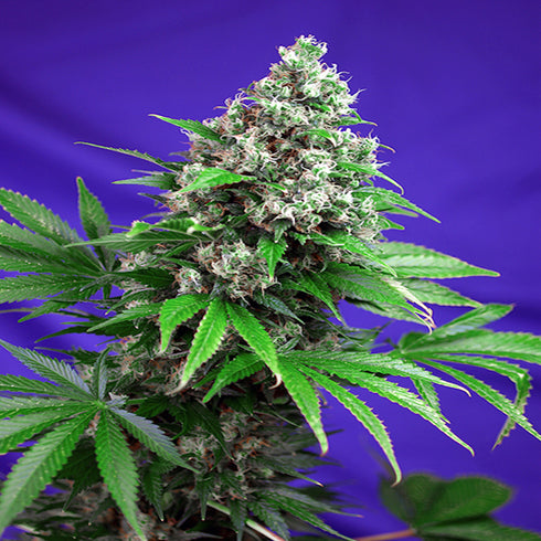 Sweet Seeds - Killer Kush FAST Version