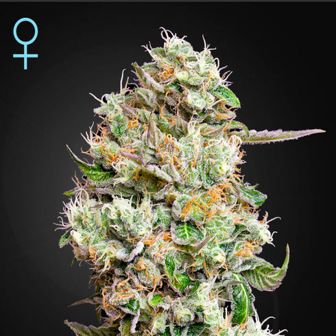 Greenhouse Seed Co. - King's Kush CBD Auto