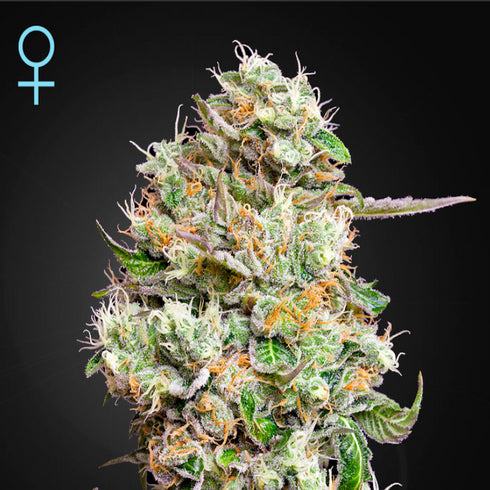 Greenhouse Seed Co. - King's Kush CBD