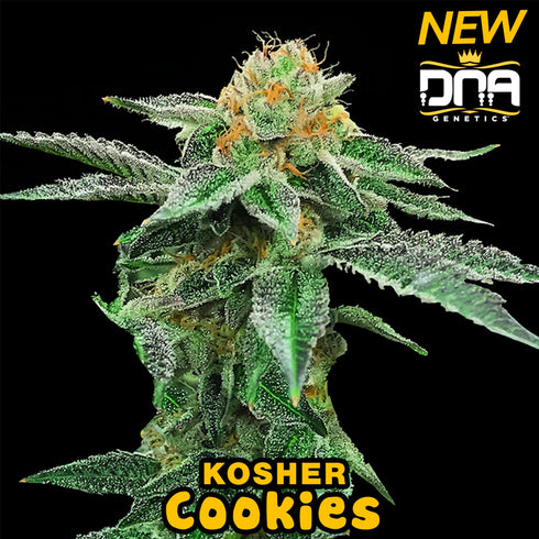 DNA Genetics - Kosher Cookies