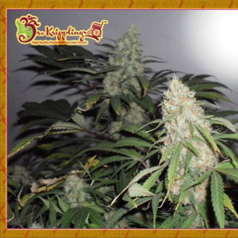 Dr Krippling Seeds - Kripple Roulette