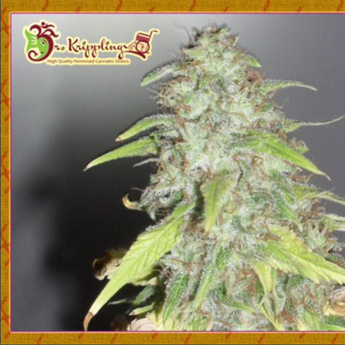 Dr Krippling Seeds - Kripple Shock