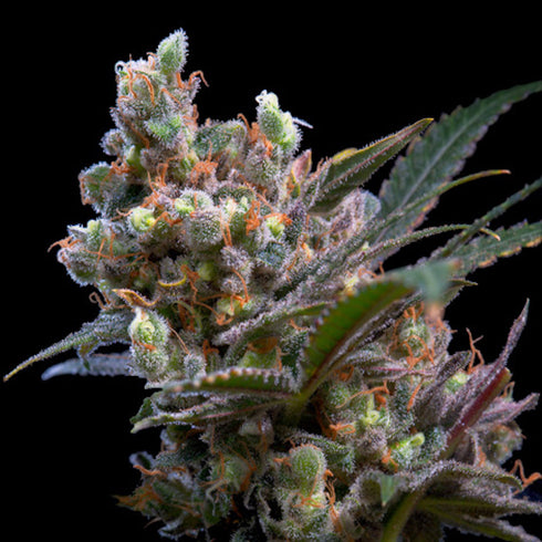 Genehtik Seeds - Kritikal Bilbo