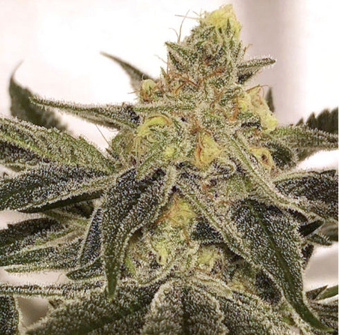 Prolific Coast Seeds - Ksmorz