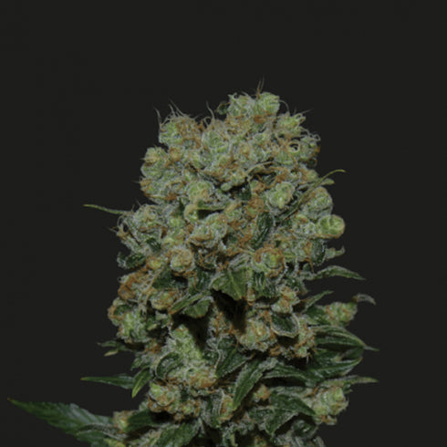 Kalashnikov Seeds - Kalashnikov Express