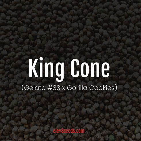 Elev8 Seeds - King Cone
