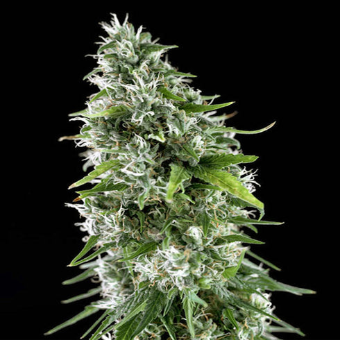 Genehtik Seeds - Kritikal Bilbo x AK - 47