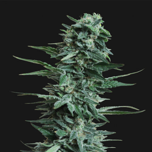 Kalashnikov Seeds - Kubanskiy Ubiyza