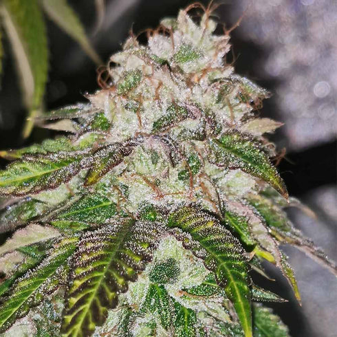 Pheno Finder Seeds - Kuntz 'N Cream
