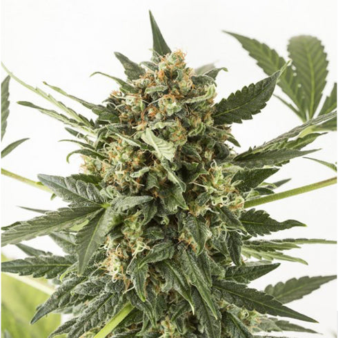 Dinafem Seeds - Kush - N - Cheese Auto