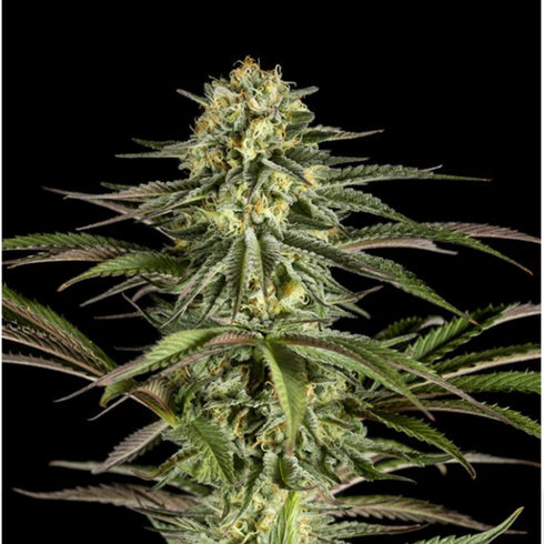 Dinafem Seeds - Kush - N - Cheese