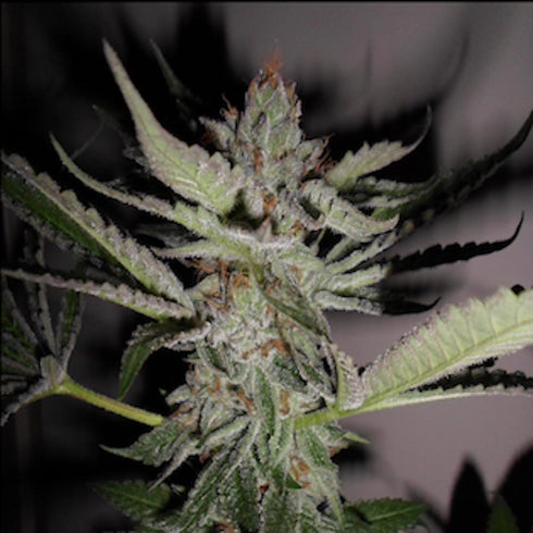 Pheno Finder Seeds - LA Fire