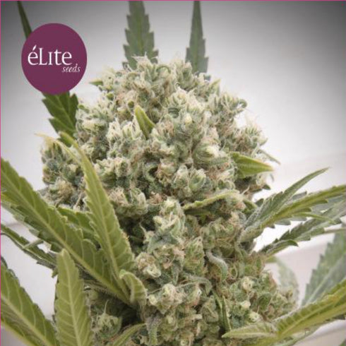 Elite Seeds - La Katana