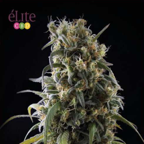 Elite Seeds - La Rica Classic CBD