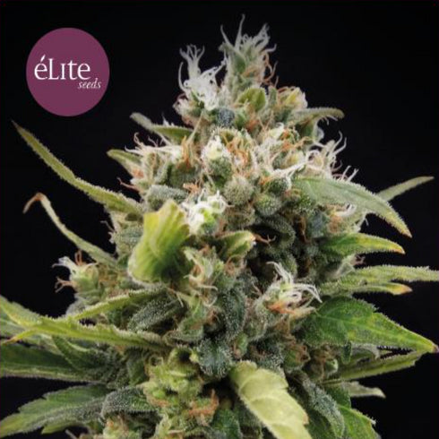Elite Seeds - La Rica Classic THC