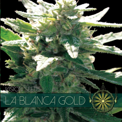 Vision Seeds - La Blanca Gold