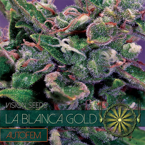 Vision Seeds - La Blanca Gold Auto