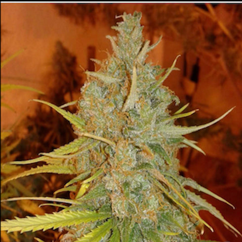 Pheno Finder Seeds - Lemon Bubble Auto