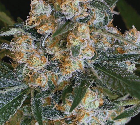 Exotic Seeds - Lemon Candy