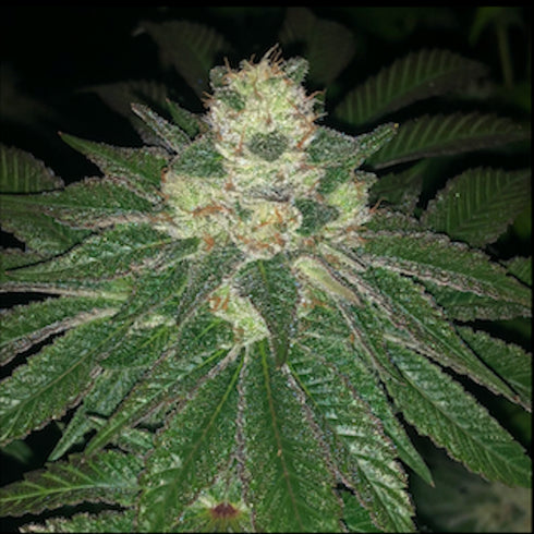 Pheno Finder Seeds - Lemon Sherbert