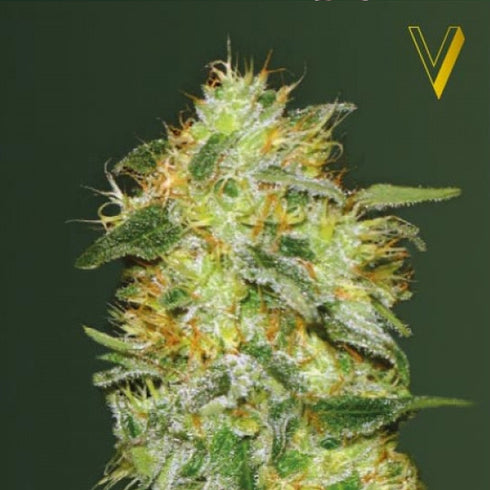 Victory Seeds - Original Limonade Skunk