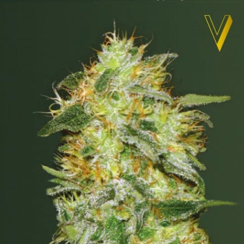 Victory Seeds - Original Limonade Skunk Auto