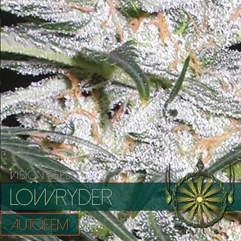 Vision Seeds - Lowryder Auto