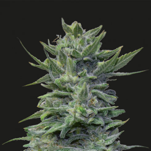 Kalashnikov Seeds - Lavanda Cream