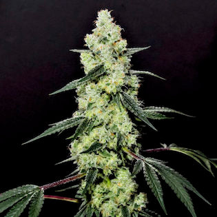 Elev8 Seeds - Lemon Dosi