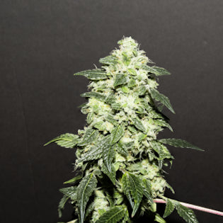 Elev8 Seeds - Lemon Funk