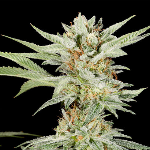 Elev8 Seeds - Lemon Gelato