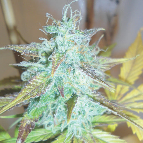 Emerald Triangle - Lemon Haze Auto