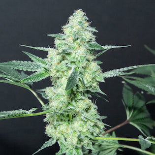 Elev8 Seeds - Lemon Sherbet