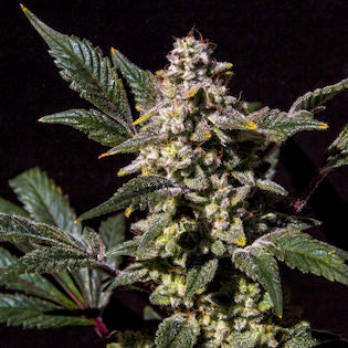 Elev8 Seeds - Lemon Snow Cone